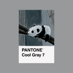 cool gray 7 (print)